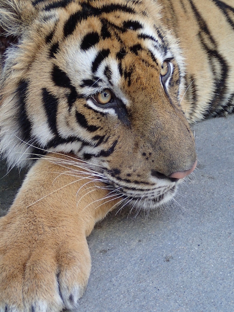 Adult tiger lounging