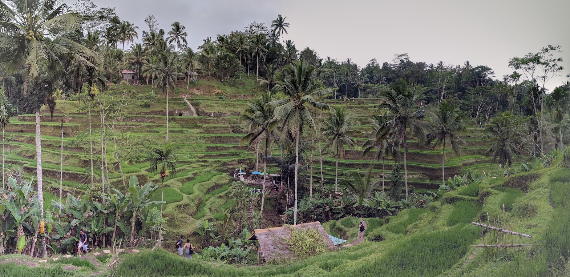 Tegallalang Rice Terrace